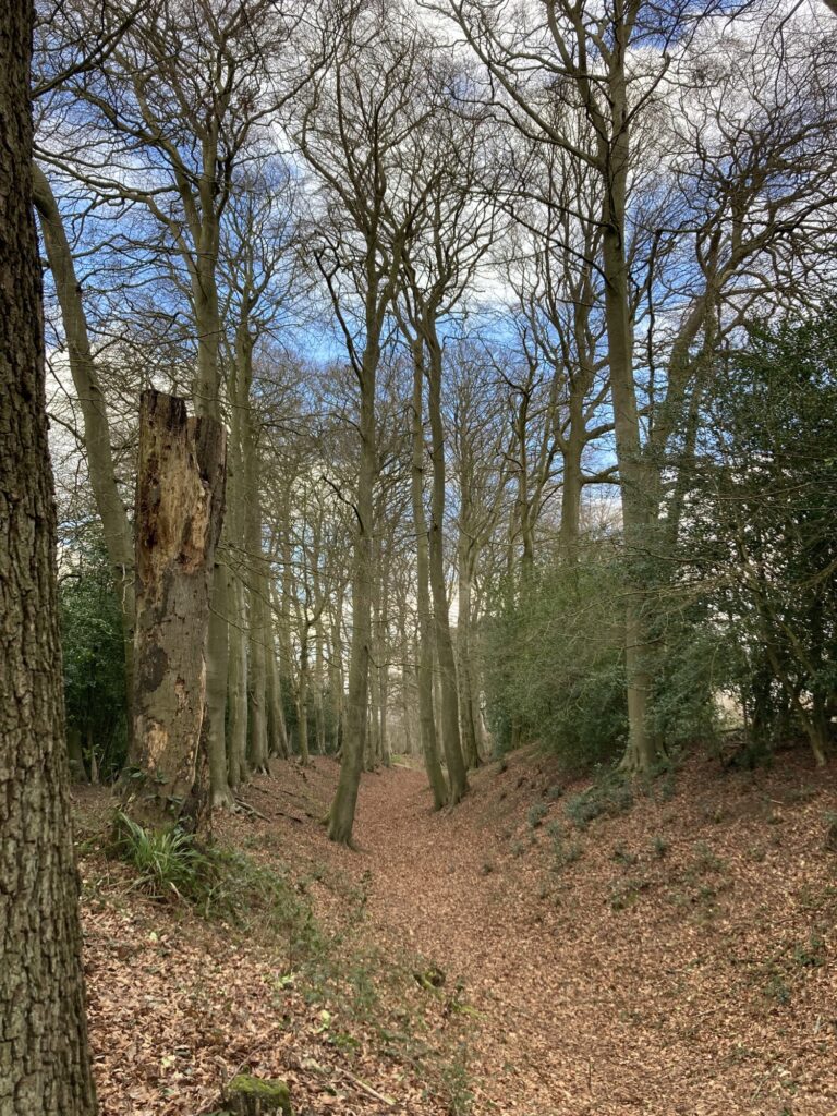 Iron Age Hillfort Spring Walk with Beech Trees