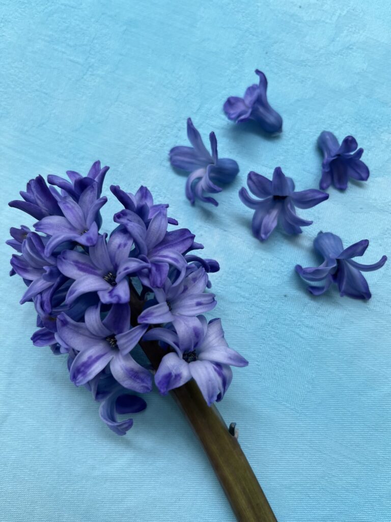 Hyacinth flower