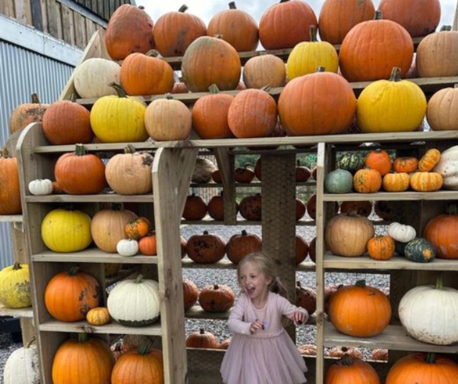 Pumpkin picking at Peterley Manor Farm