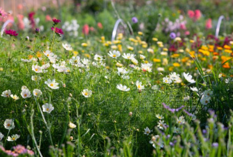 Golden Rose Flower Farm 768x518